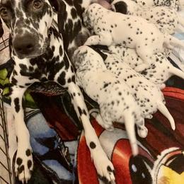 Dalmatian Puppies from Dalmatian Vacation