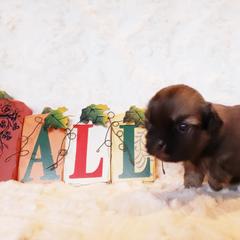 Tibetan Spaniel Puppies from Trillium Tibetan Spaniels