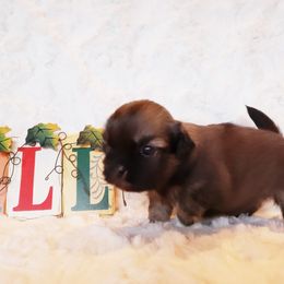 Tibetan Spaniel Puppies from Trillium Tibetan Spaniels