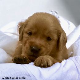 Golden Retriever Puppies from Studley Hill Goldens, LLC.