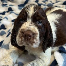 Electra - Liver and white female English Springer Spaniel puppy in Newport News, Virginia from Sara's English Springer Spaniels