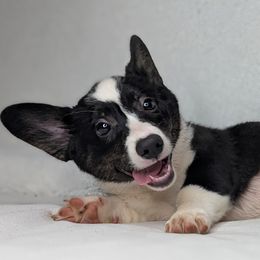 Hershey - Black and tan female American Corgi puppy in Clarksville, Tennessee from Cold Creek Family Farm LLC