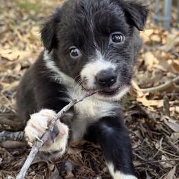 Breeze - Black and white female Border Collie puppy in Paris, Texas from Broadmoor Farm
