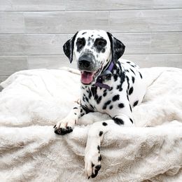 MJ - Dalmatian