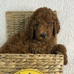 Lottie - Red female Irish Doodle puppy in Galloway, Florida from Heavenly Poodles