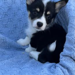 Midge with a tail - Black and white female American Corgi puppy in Washington, Arkansas from Foxy Knoll Farm
