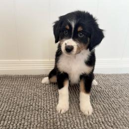 Zulu - Black tri-color female Aussiedoodle puppy in Heber City, Utah from Junipersdoodles