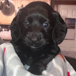 Boy 2 - male Dachshund puppy in Tacoma, Washington from Jeffrey's Dachshunds