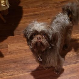 Raisen - Shih Tzu