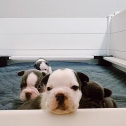 French Bulldog Puppies from Kaity Vaughn