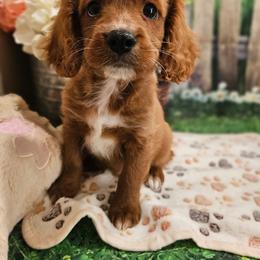 Gizmo - Red male Cavapoo puppy in Lebanon, Missouri from Leerose Puppies