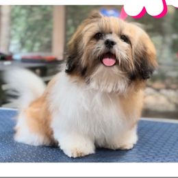 BENTLEY - Shih Tzu