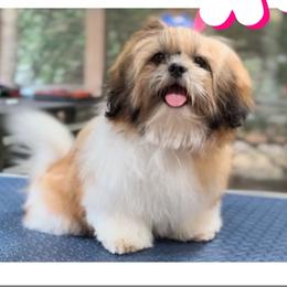 BENTLEY - Shih Tzu