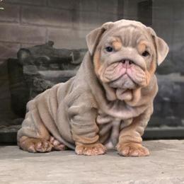 Boy - Lilac tri-color male Bulldog puppy in St Louis, Missouri from BangerBulls