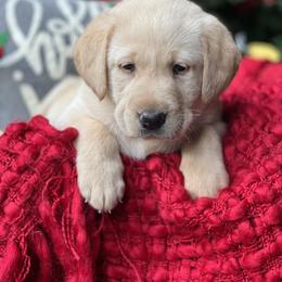Labrador Retriever Puppies from Mayfield Farm
