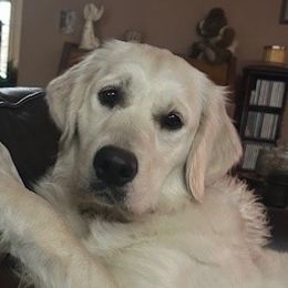 Golden Retrievers and Labrador Retrievers from Oak Breeze Retrievers