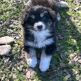 Asiago - Black tri male Miniature American Shepherd puppy in Groesbeck, Texas from Empire Miniature American Shepherds