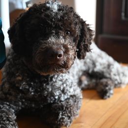 Lagotto Romagnolo Puppies from Northwest Lagotto