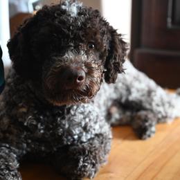 Lagotto Romagnolo Puppies from Northwest Lagotto