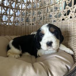 Autumn - Black white and tan female English Springer Spaniel puppy in Palmdale, California from Legacy