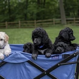Poodle Puppies from Perigueux Poodles