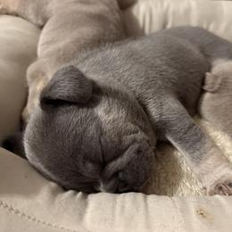 Tiny - Blue female French Bulldog puppy in Louisville, Kentucky from Nelson’s Fancy Frenchies and Bulldogs