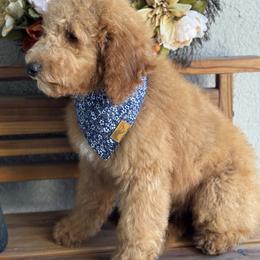 Cove - Apricot male Goldendoodle puppy in Escalon, California from Miley&Co.