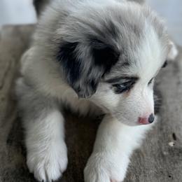 Australian Shepherd Puppies from Wiggle Butt Inn LLC