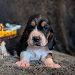 Riesen - Black brown and white male Basset Hound puppy in Talbotton, Georgia from Southern City Bassets