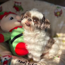 AKC   Caesar - Shih Tzu