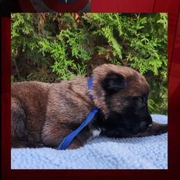 Captain - Red sable male Belgian Malinois puppy in Chino, California from BlueStone K9