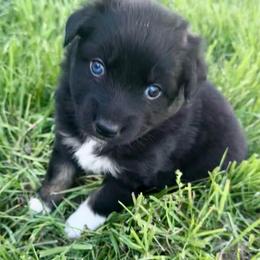 MERMAID - Black tri-color female Australian Shepherd puppy in Christiana, Tennessee from Vaught Family Farm