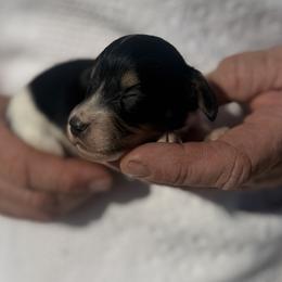 Boy 2 - Black and cream male Dachshund puppy in Altus, Oklahoma from Johnson Prairie Pups