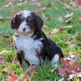 Cherry - Tri-color female Bernedoodle puppy in Lancaster, Pennsylvania from Homestead Bernedoodles