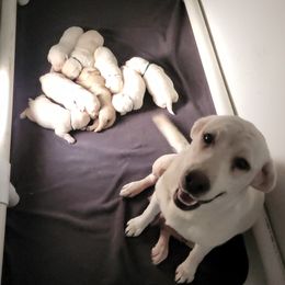 Labrador Retriever Puppies from Texas Finest English Labradors