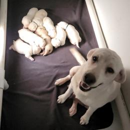 Labrador Retriever Puppies from Texas Finest English Labradors