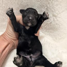 Black abstract girl - Black female Goldendoodle puppy in Twin Falls, Idaho from Magic Valley Family Doodles
