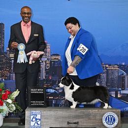 Dorothy - Cardigan Welsh Corgi