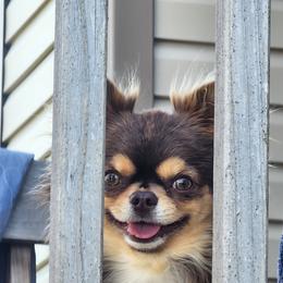 Charlie - Chihuahua