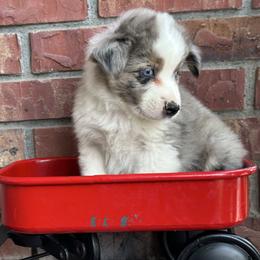 BMM1 - Blue merle male Miniature Australian Shepherd puppy in Lexington, Nebraska from Osborne's Aussies