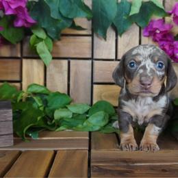 Violet - AKC - Dapple female Dachshund puppy in Miami, Florida from Oscar's Dachshunds