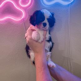 April - Tri-color female Cavalier King Charles Spaniel puppy in Mayo, Florida from Kingston’s Cavaliers