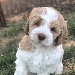 Australian Labradoodle Puppies from Oodles Of Fluffy Doodles