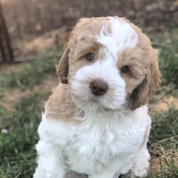 Australian Labradoodle Puppies from Oodles Of Fluffy Doodles
