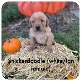 Labrador Retriever Puppies from Spring Water Labs of the Carolinas