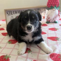 Star - Black tri-color female Australian Shepherd puppy in Harrah, Oklahoma from Kamm's Aussies