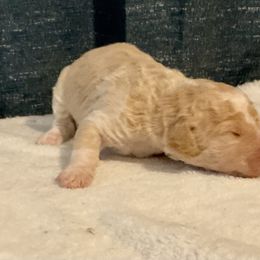 Cream boy - male Golden Mountain Doodle puppy in Blue Springs, Missouri from Jeanie’s Doodles