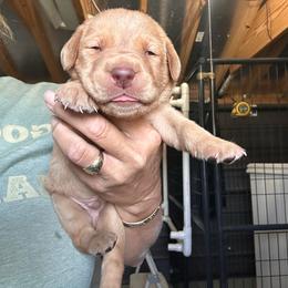 Red - Yellow male Labrador Retriever puppy in Newton Grove, North Carolina from Wayalife Labradors & Gsp’s