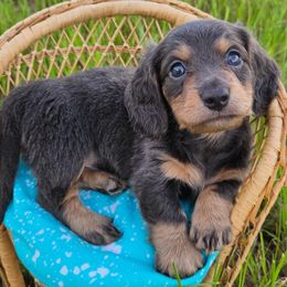 Crash - Blue and cream male Dachshund puppy in Lakeland, Florida from Buckwild Doxies