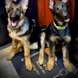German Shepherd Puppies from Majestic Royal German Shepherd’s